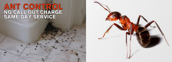 ants pest control