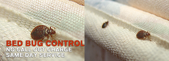 bed bugs pest control